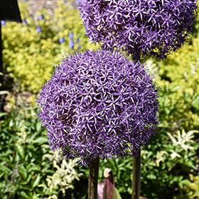Plant Photo 1
