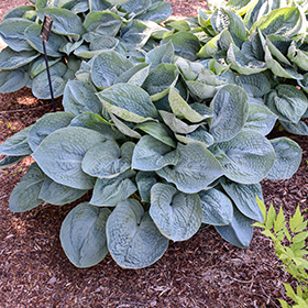 Plant Photo 4