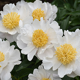 Plant Photo 3