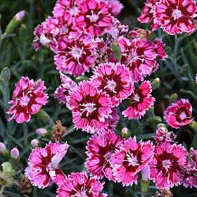 Plant Photo 8