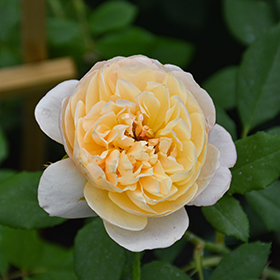 Plant Photo 9