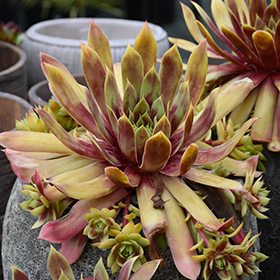Plant Photo 1