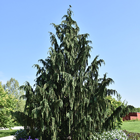 Plant Photo 3