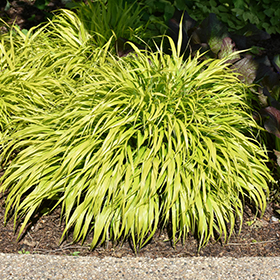 Plant Photo 9