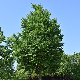 Plant Photo 5