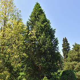 Plant Photo 8