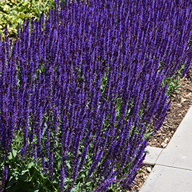 Plant Photo 5