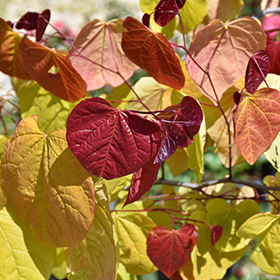 Plant Photo 10