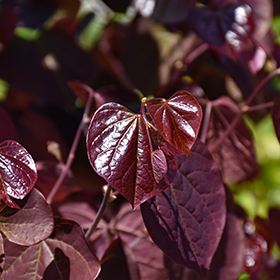 Plant Photo 6