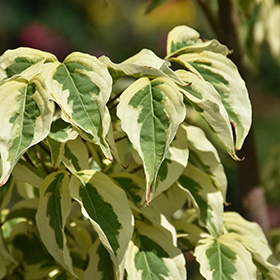 Plant Photo 5