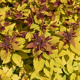 Plant Photo 5
