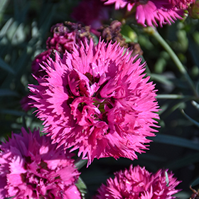 Plant Photo 2