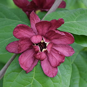 Plant Photo 4