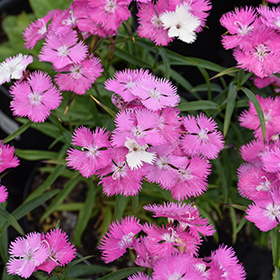 Plant Photo 6