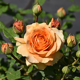 Plant Photo 8