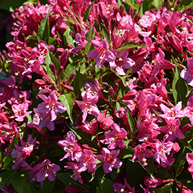 Plant Photo 6