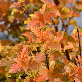 Plant Photo 5