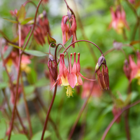 Plant Photo 9