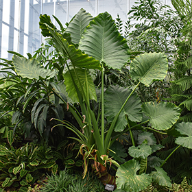 Plant Photo 2