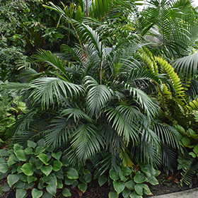 Plant Photo 2