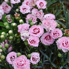 Plant Photo 4