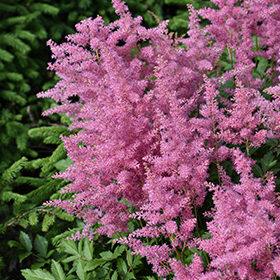 Plant Photo 6