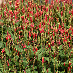Plant Photo 4