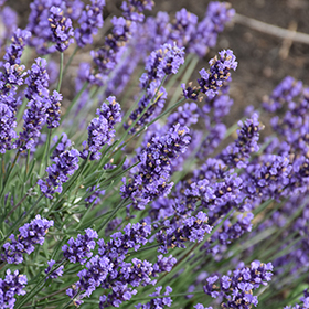 Plant Photo 6