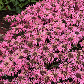 Plant Photo 6