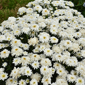 Plant Photo 1