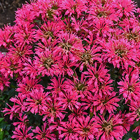 Plant Photo 8