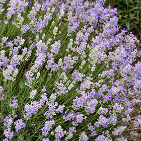 Plant Photo 2