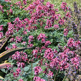 Plant Photo 6