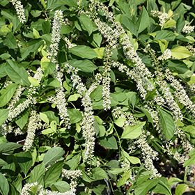 Plant Photo 6