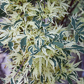 Plant Photo 4