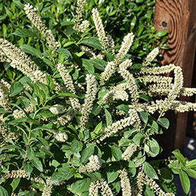 Plant Photo 7