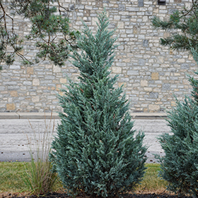 Plant Photo 4