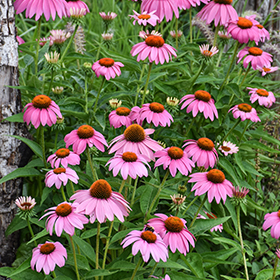 Plant Photo 9
