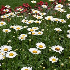 Plant Photo 5