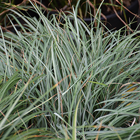 Plant Photo 8