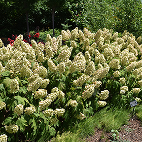 Plant Photo 9