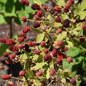 Plant Photo 3