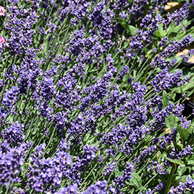 Plant Photo 9