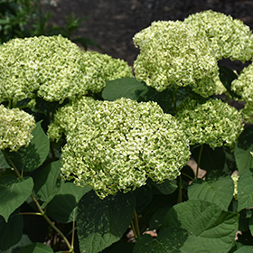 Plant Photo 1