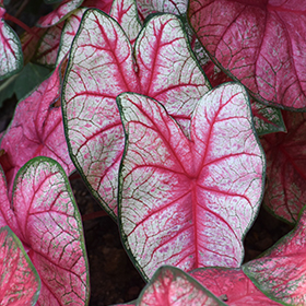 Plant Photo 2