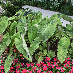 Plant Photo 9