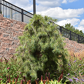Plant Photo 10