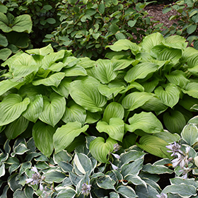 Plant Photo 8