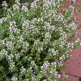 Plant Photo 8