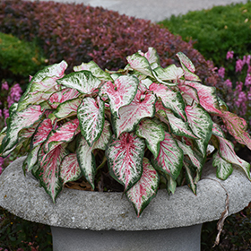 Plant Photo 7